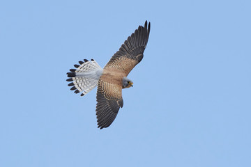 Lesser kestrel (Falco naumanni)