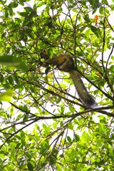 Giant Squirrel (Ratufa affinis) in Borneo, Malaysia - クリームオオリス