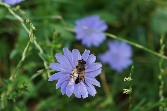 Close-up view from above of a brown striped floral fly on blue chicory