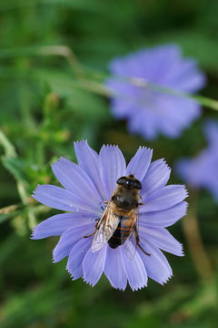 Macro view from above of a brown striped floral fly on blue chicory