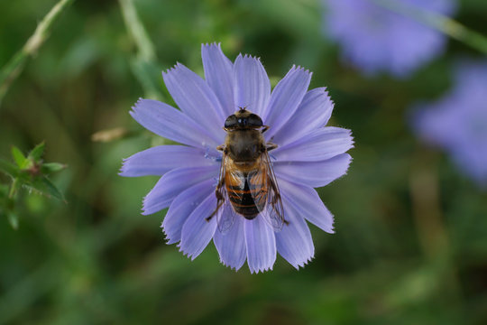 Macro flower fly sitting on a blue chicory flower