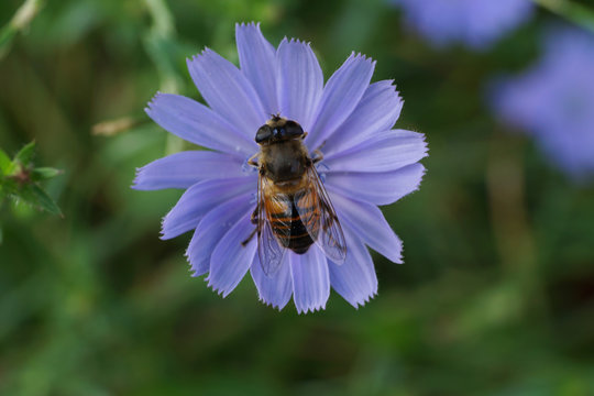 Close-up of a flower fly sitting on a chicory flower