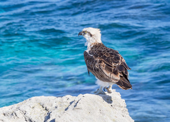 Fototapeta premium Eastern Osprey