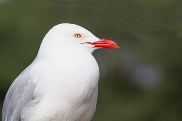 Silver Gull Portrait