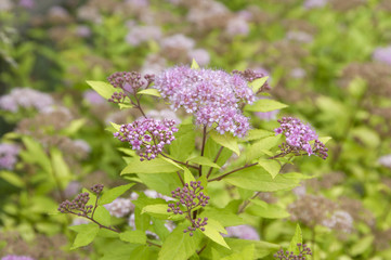 Spiraea japonica flowers