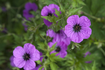 Fototapeta premium Geranium flowers