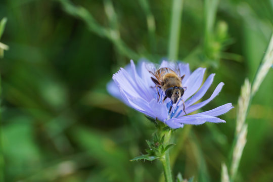 Macro striped flower fly Syrphidae on blue inflorescence of chicory