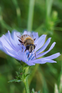 Close-up striped flower fly Syrphidae on blue inflorescence of chicory