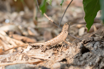 Close up thai chameleon on the tree.