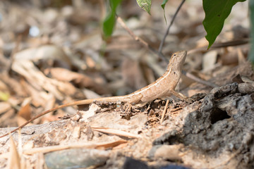 Close up thai chameleon on the tree.