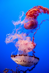 Large white and red jellyfish floating in an aquarium with a blue background