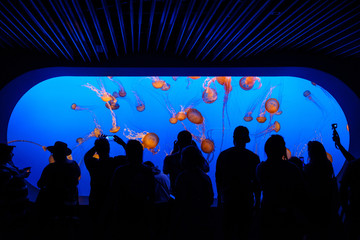 Silhouetted crowds looking at pink, red and brown jellyfish in an aquarium with a blue background - Powered by Adobe