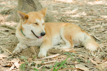 Naklejka na ściany i meble Dog relaxing under the tree and soil ground.
