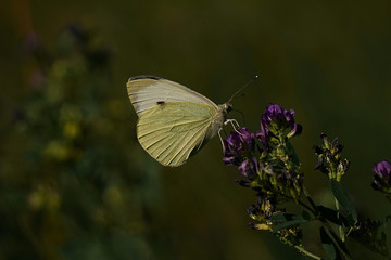 Schmetterling