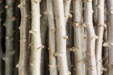 Obraz premium Makro tło drzewa manioku