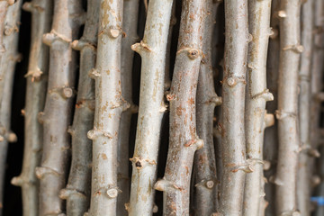 Naklejka premium Makro tło drzewa manioku