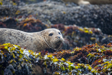 Harbor Seals at California Coastal Line