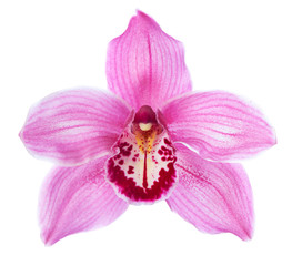 Close-up of pink Orchid flower (Cymbidium)  isolated on white background. - obrazy, fototapety, plakaty