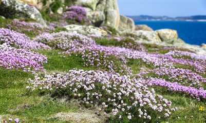 Obraz premium A carpet of Thrift or Sea Pink (Armeria maritima) on Gugh, Isles of Scilly, Cornwall, England, UK.