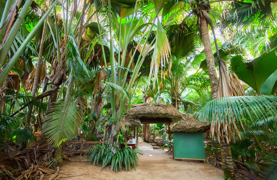 Fototapeta The Vallee De Mai palm forest ( May Valley), island of Praslin, Seychelles