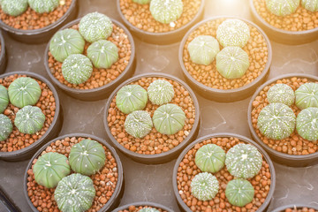 Cactus, Succulents in plastic pot with sunlight at tree market for decoration and landscape idea concept design.