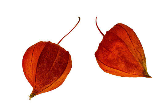 Physalis und Lampionblumen