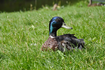 A duck sitting on the green grass
