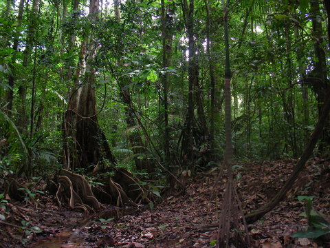 Military hidden in rainforest, French Guyana.