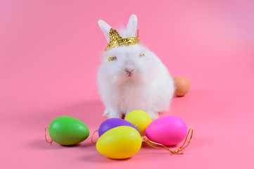 White fluffy rabbit wears a golden crown and colorful egg on clean pink background.