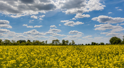 Canola field closeup with a blurred blue sky as background.