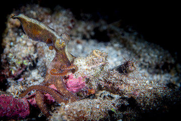 Octopus