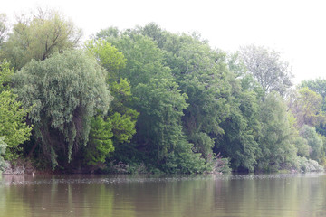 Spring green trees near Danube river shore. Landscape, coastline, wild nature.