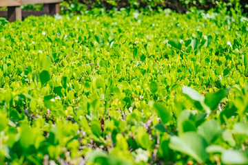Green plant in bright sun light