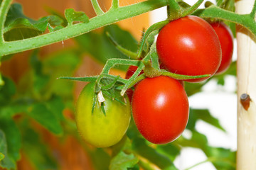A bunch of small red ripe tomatoes on the Bush closeup, horizontal