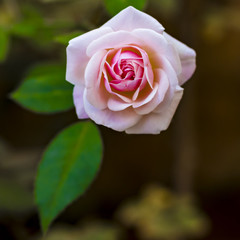 Pink Rose Flower with a green leaf for cards, greetings, billboards, sign boards, brouchures, wallpapers