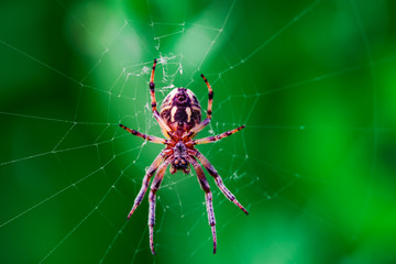 Spider in the web macro on green background, summer landscape