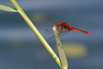 Feuerlibelle