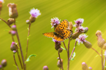 Schmetterling im strahlenden Frühling