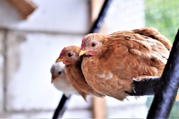 Interesting birds.Dwarf chickens