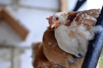 Interesting birds.Dwarf chickens