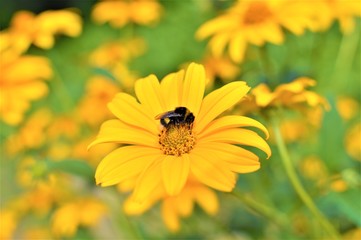 Flower and bumblebee