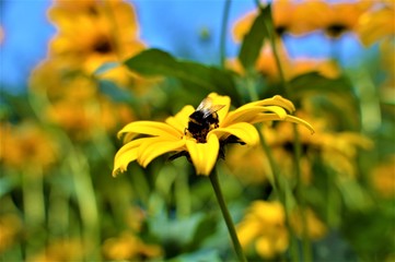 Flower and bumblebee