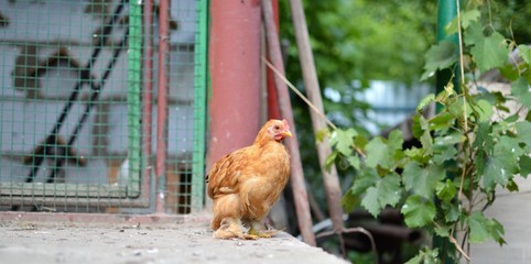 Chicken near the chicken coop