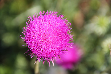 Яркий розовый цветок лечебного растения расторопша на зеленом стебле. Макро - крупный план, задний фон зелено-коричневый  - размыт. Цветок расположен слева.