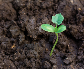 Green sprout growing from the soil top view