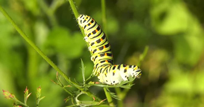 Colorful caterpillar papilio machaone eats leaves on grass lawn