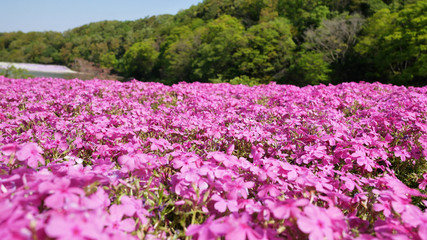 Pink moss field (shibazakura) at Chiba, Japan