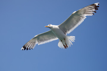 Bird A gull hovering in the blue sky. The photo is convenient for isolating the object.