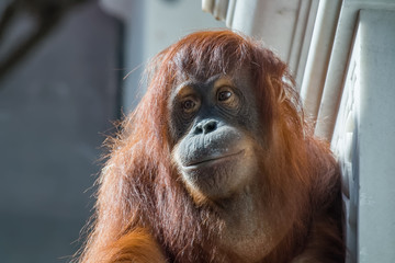 Orang-outan femelle en gros plan