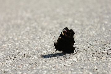 Schmetterling
